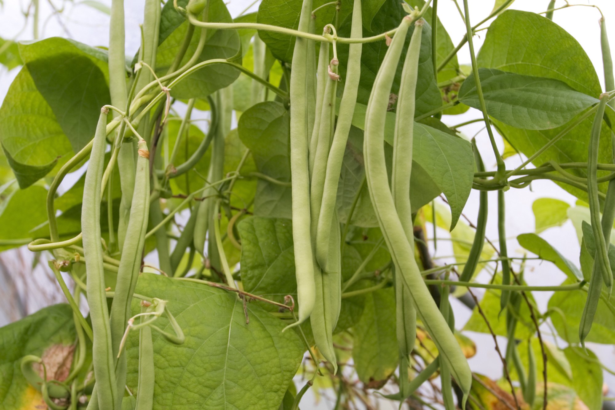 Green beans on the plant.